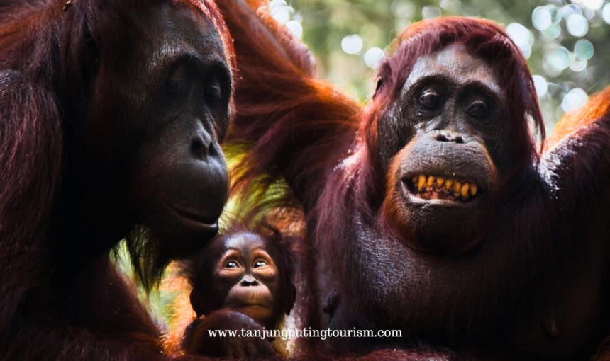 Tanjung Puting dikenal sebagai salah satu cagar alam terbesar untuk konservasi orangutan di dunia.