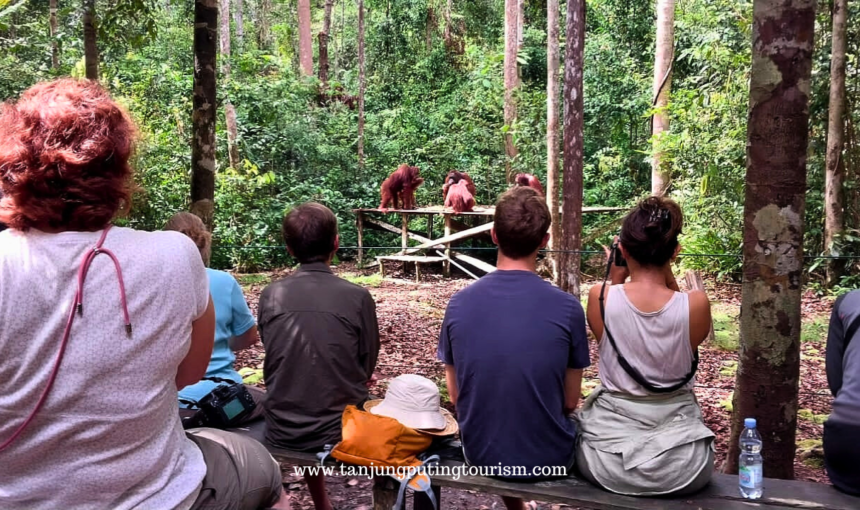 Mengenal Lebih Jauh Taman Nasional Tanjung Puting