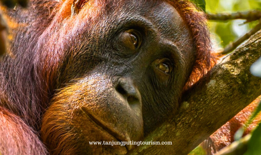 Cara Mengunjungi Taman Nasional Tanjung Puting