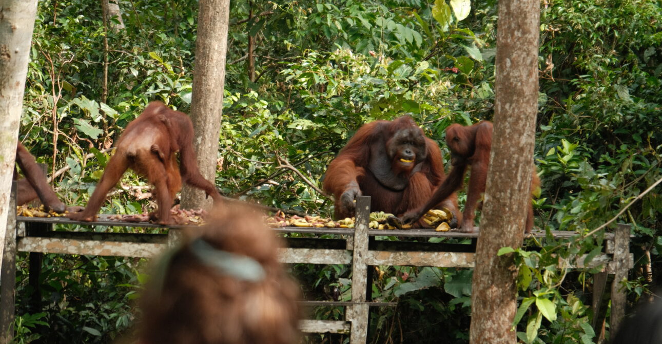 Taman Nasional Tanjung Puting: Surga Orangutan di Kalimantan