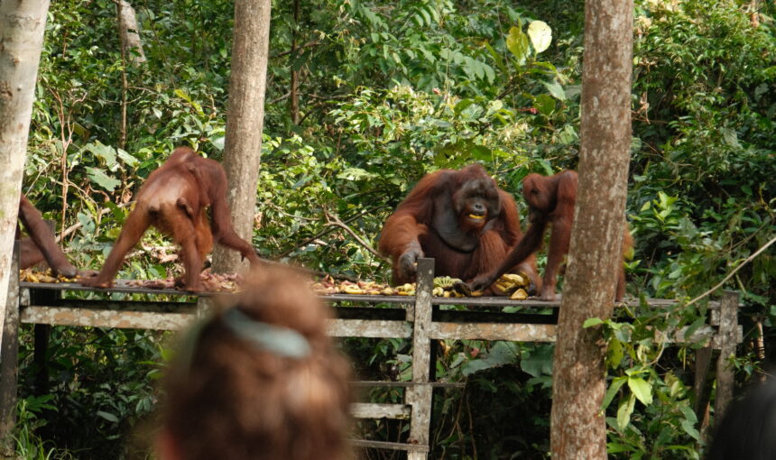 Taman Nasional Tanjung Puting: Surga Orangutan di Kalimantan